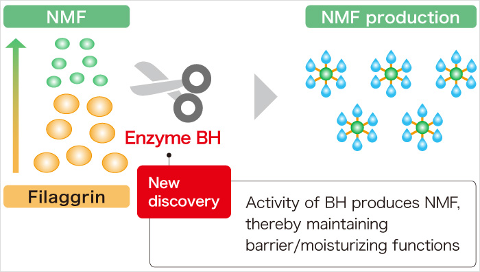 Filaggrin Enzyme BH New discovery Activity of BH produces NMF, thereby maintaining barrier/moisturizing functions NMF production