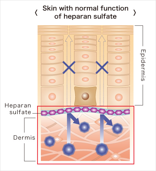 Skin with normal function of heparan sulfate