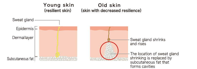 Young skin (resilient skin),Old skin (skin with decreased resilience)