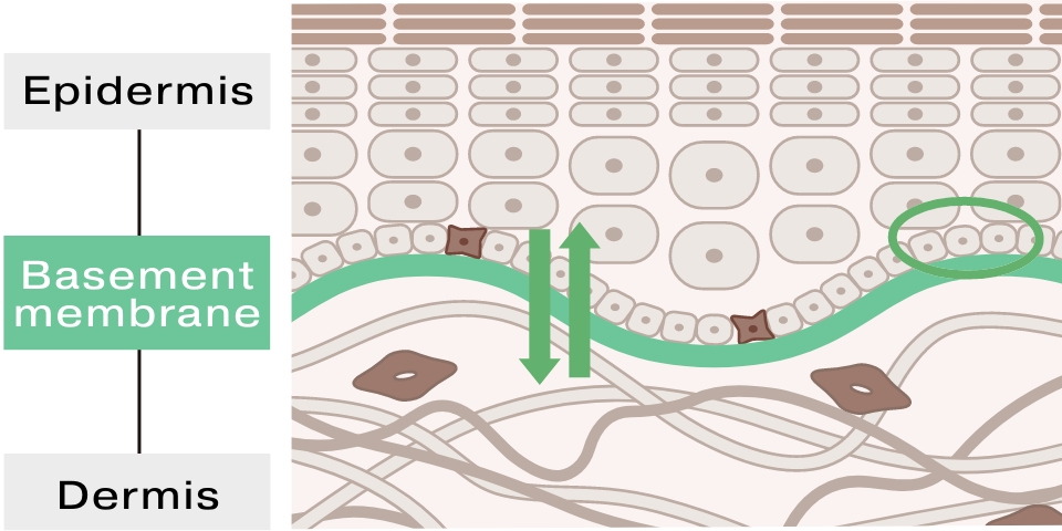 Three Discoveries Clarified From Shiseido’s Research on the Basement Membrane.