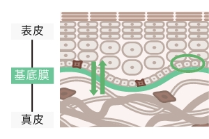 基底膜研究により解明された３つの発見。