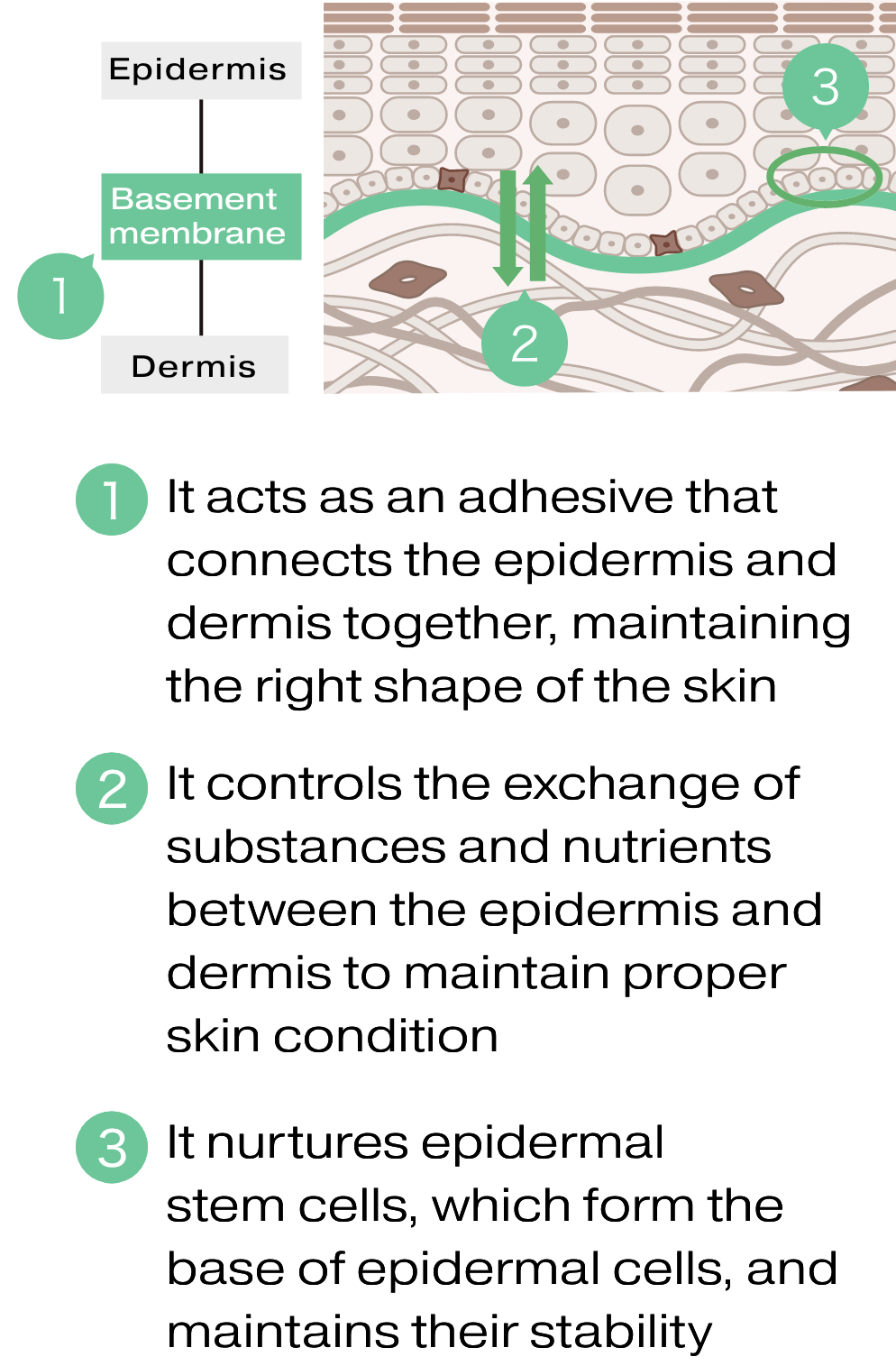 Three functions of the basement membrane