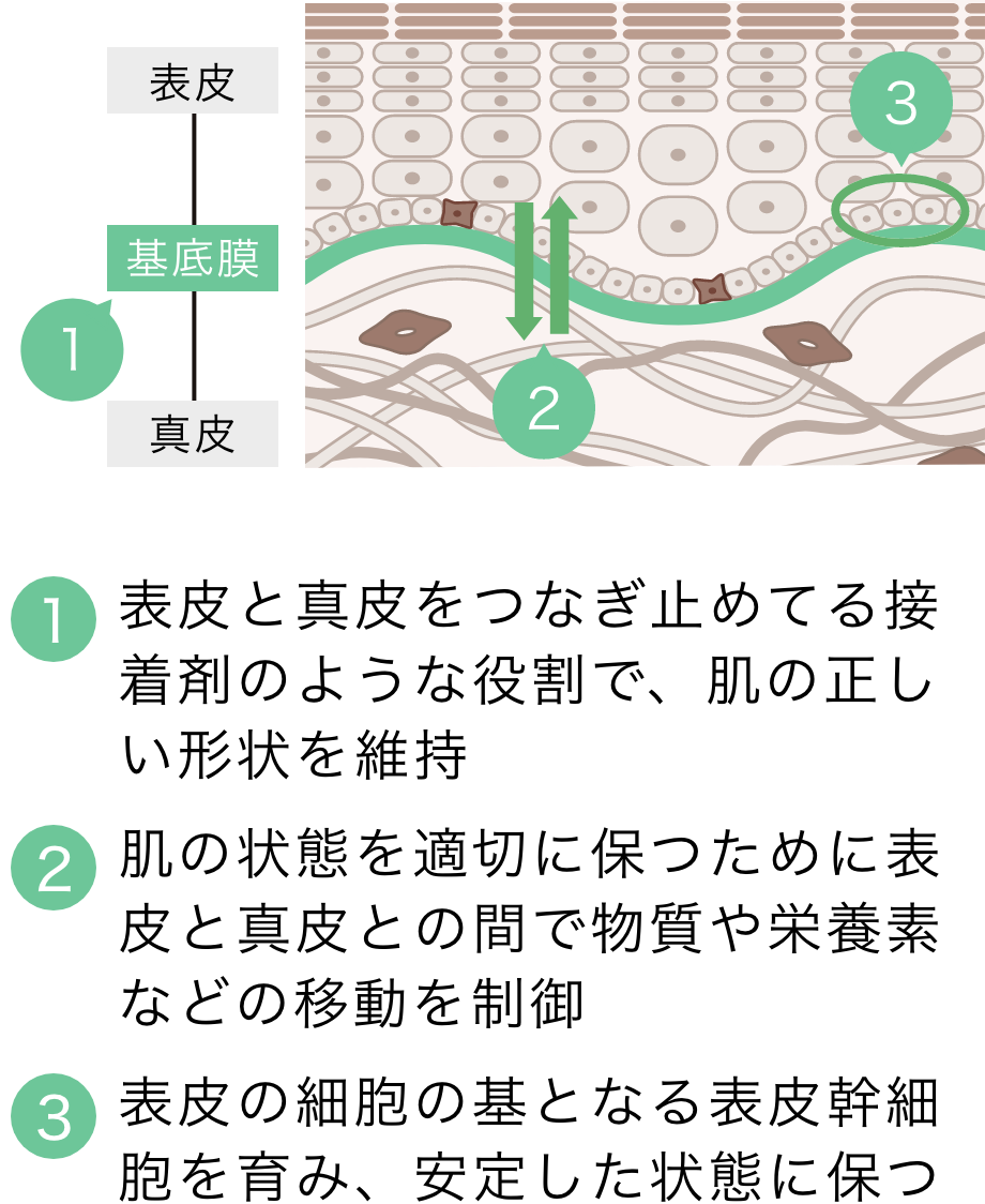 基底膜の３つの働き