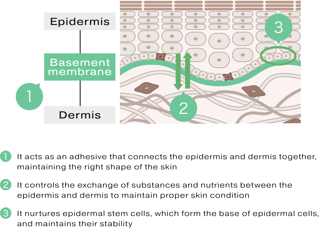 Three functions of the basement membrane