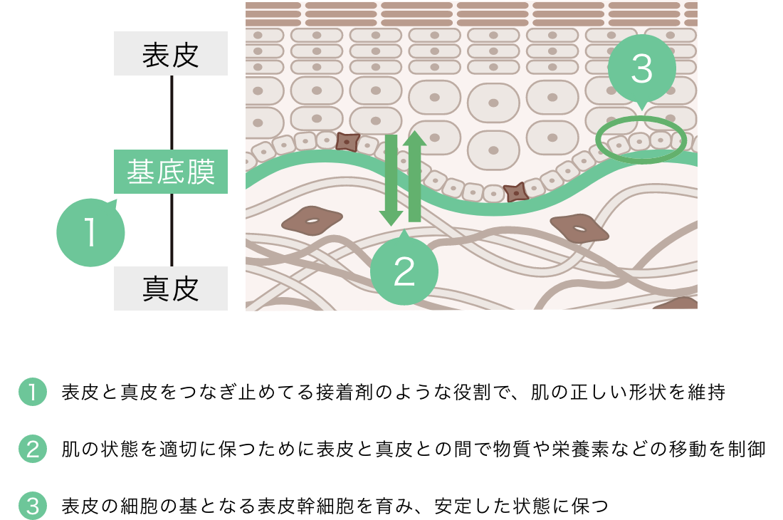 基底膜の３つの働き