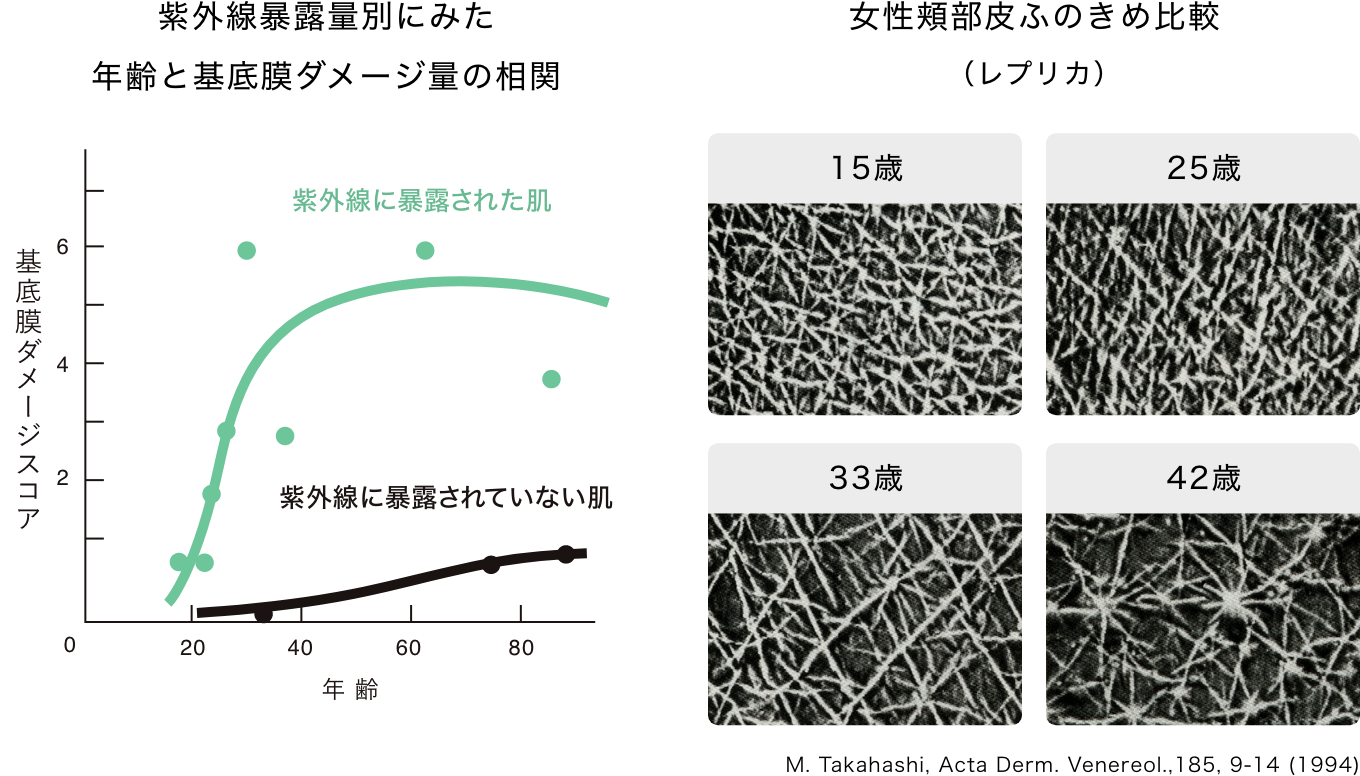 発見1｜20代後半から基底膜ダメージが始まっていた