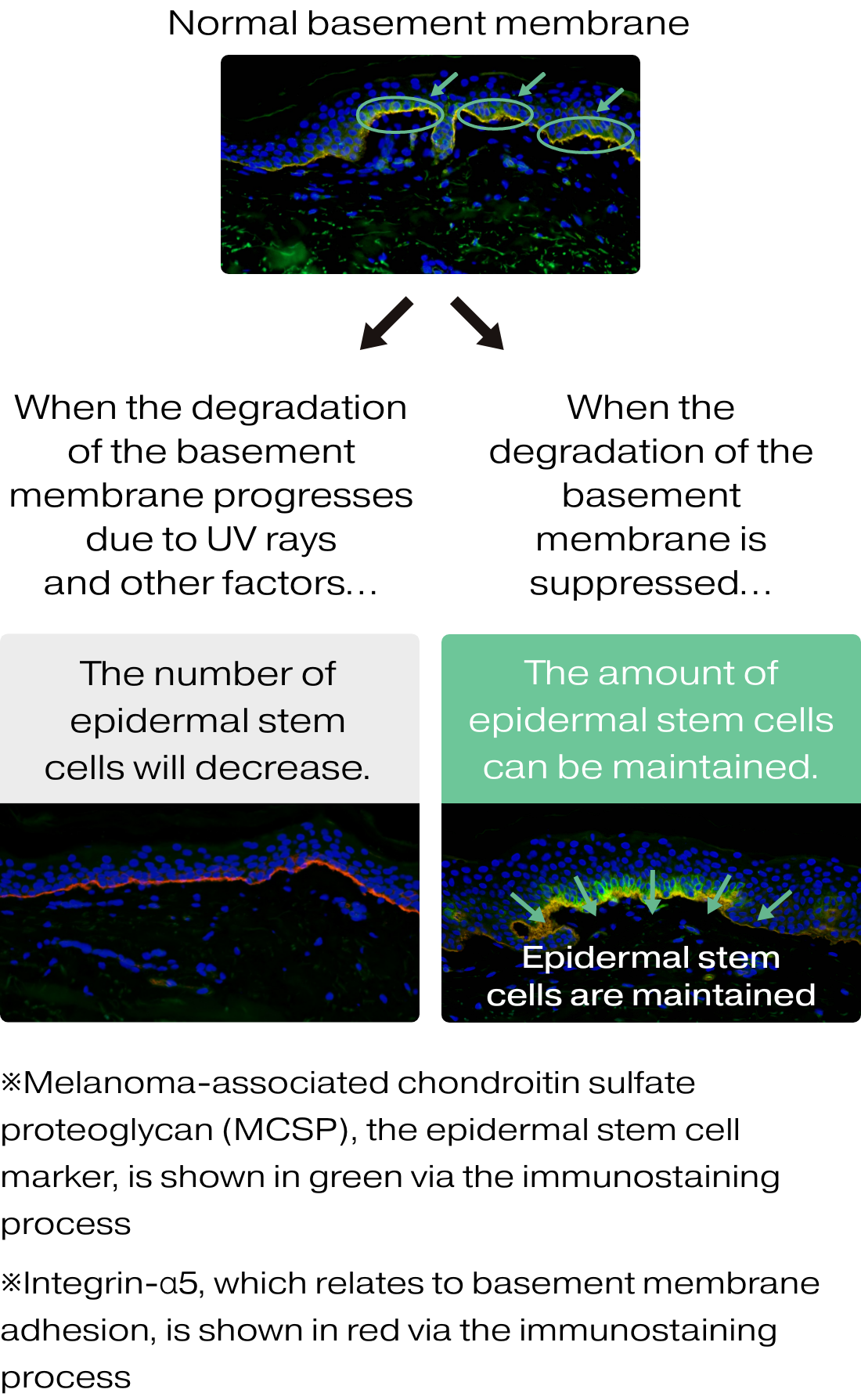 Discovery 2: Damage to the Basement Membrane Decreases the Number of Epidermal Stem Cells