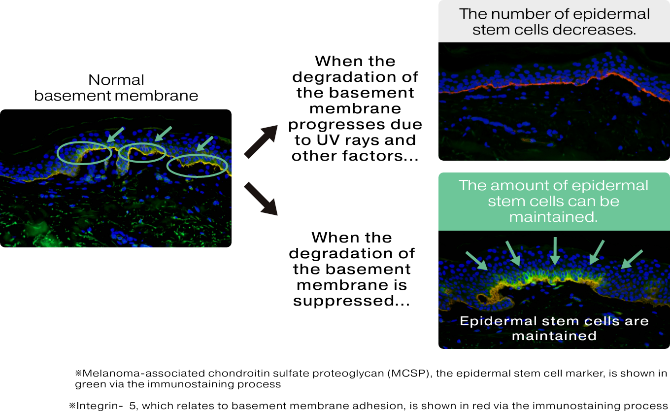 Discovery 2: Damage to the Basement Membrane Decreases the Number of Epidermal Stem Cells