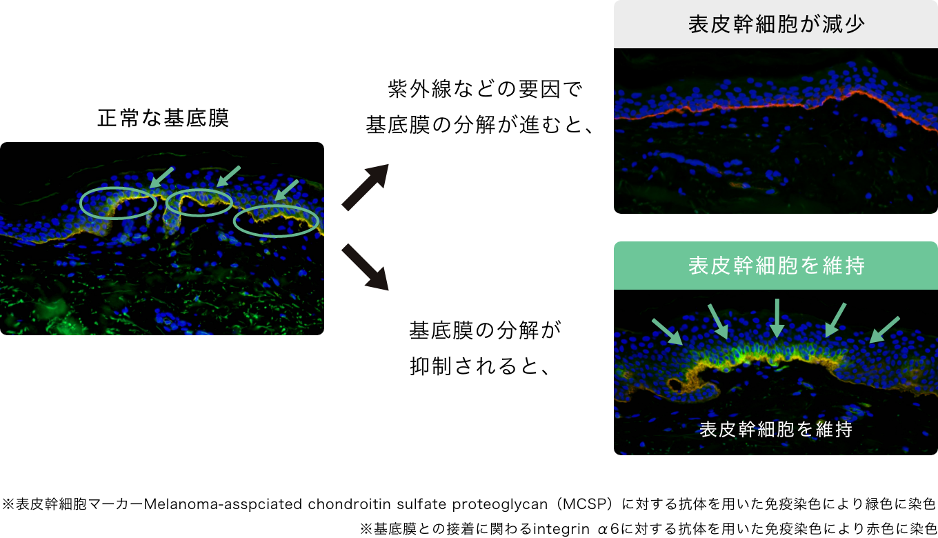 発見2｜基底膜ダメージにより「表皮幹細胞」が減少