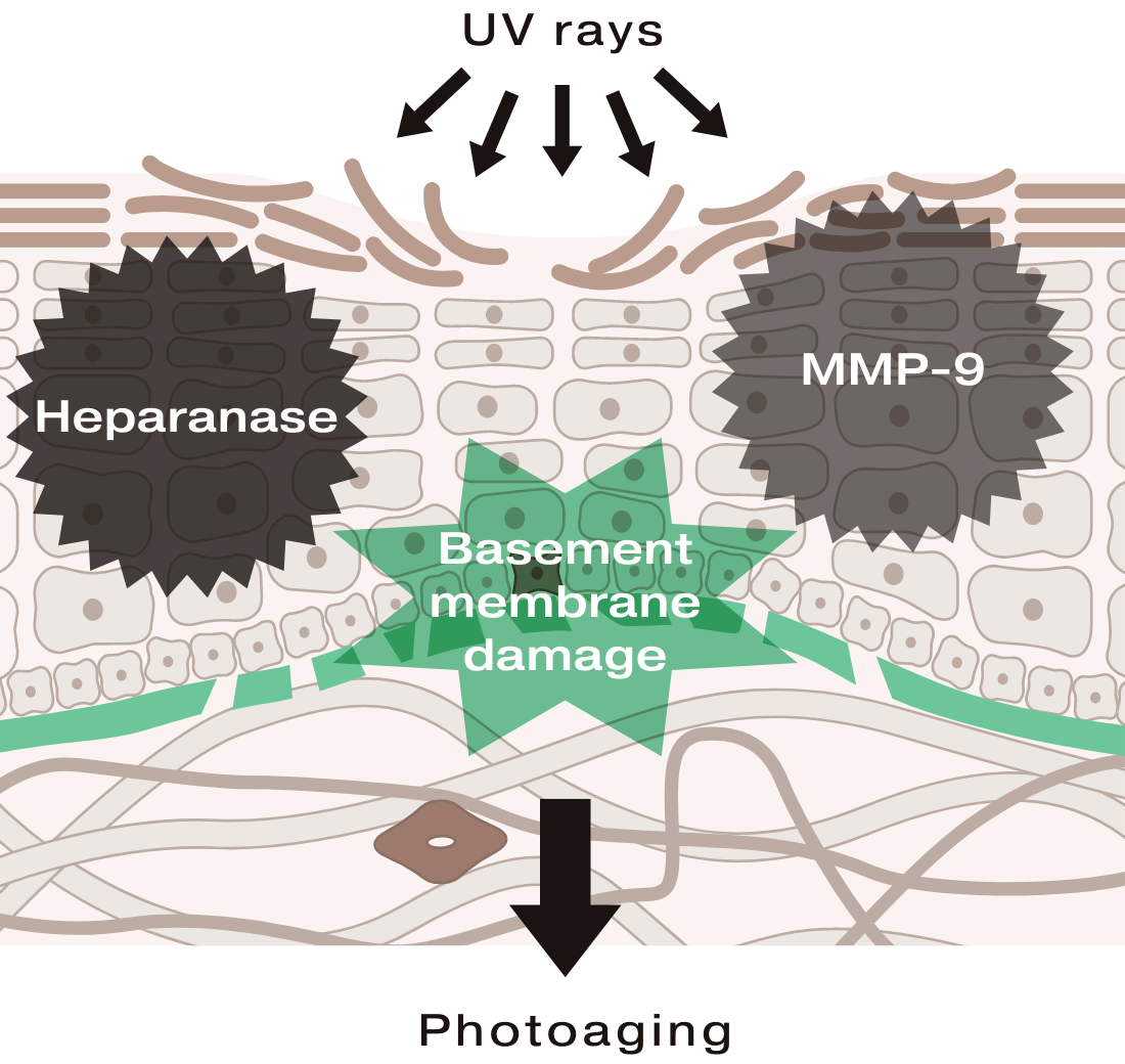 Discovery 3: Two Enzymes That Damage the Basement Membrane