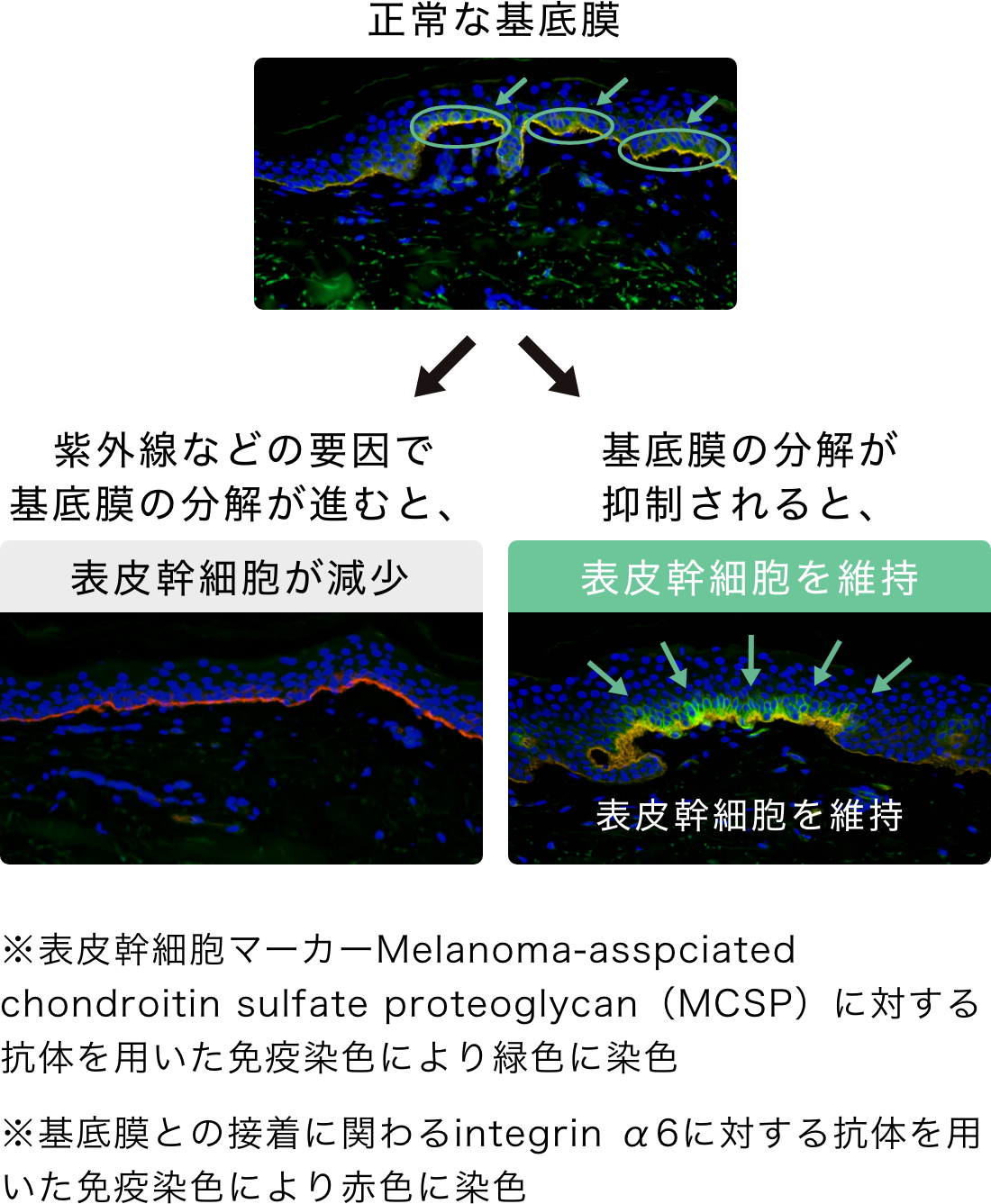 発見2｜基底膜ダメージにより「表皮幹細胞」が減少