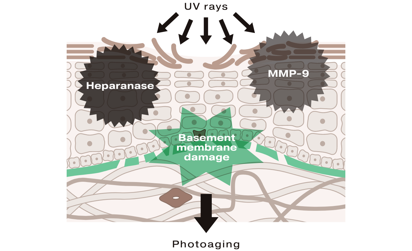 Discovery 3: Two Enzymes That Damage the Basement Membrane