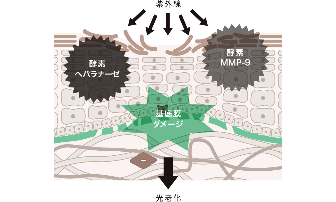 発見3｜基底膜ダメージを与える２大酵素を発見