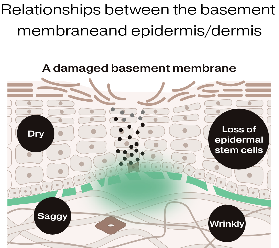 These discoveries indicate that the basement membrane plays a major role in skin aging!