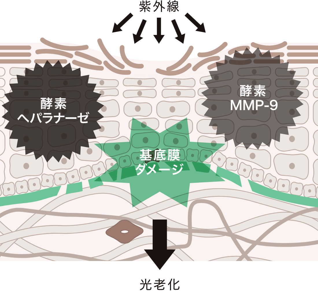 発見3｜基底膜ダメージを与える２大酵素を発見