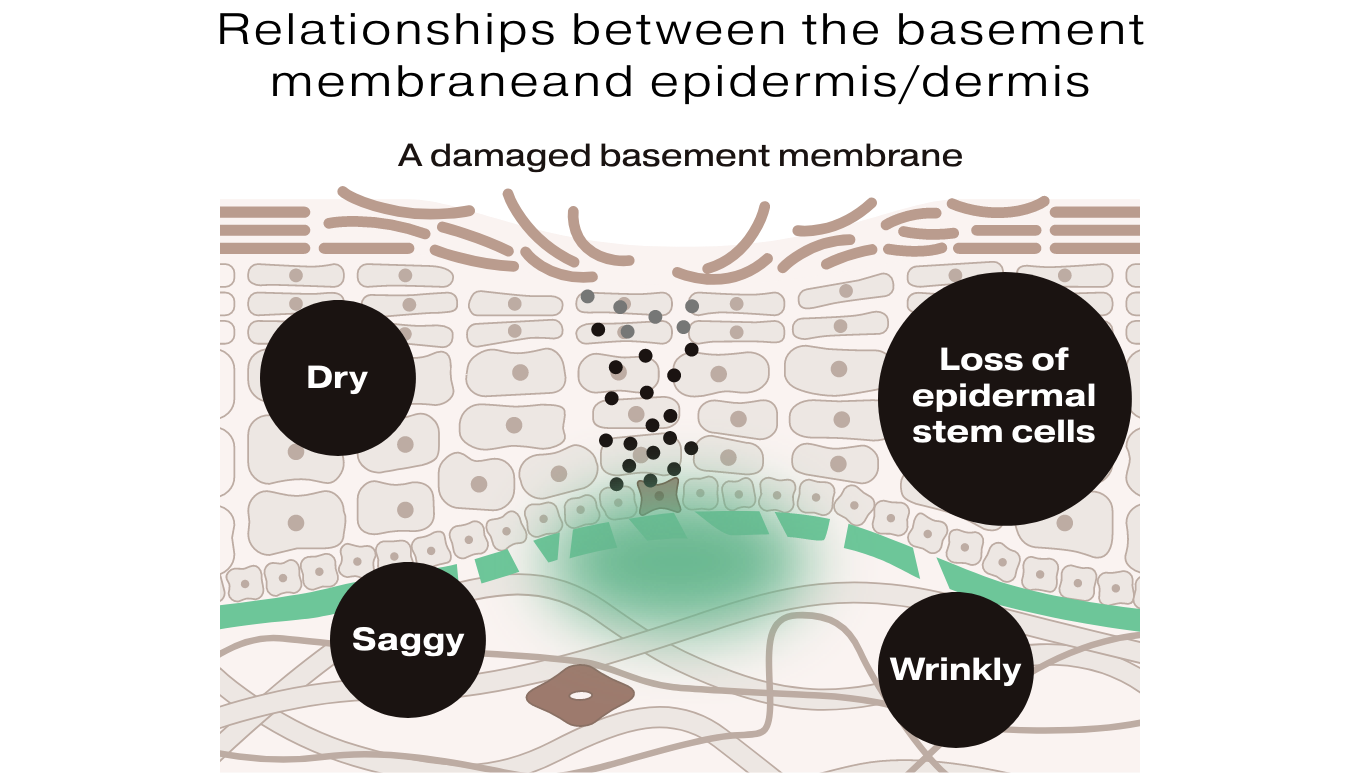 These discoveries indicate that the basement membrane plays a major role in skin aging!