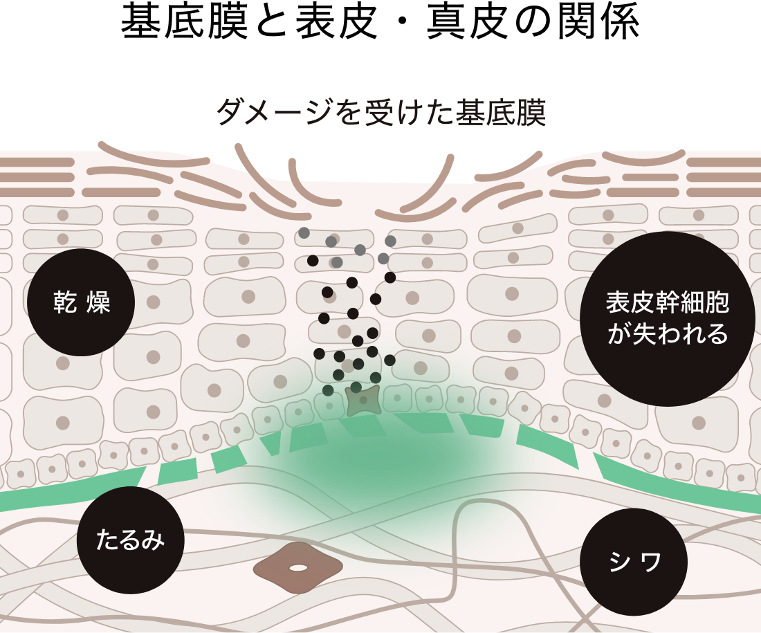 これらの発見から、「基底膜は肌のエイジングに大きく関与していた！