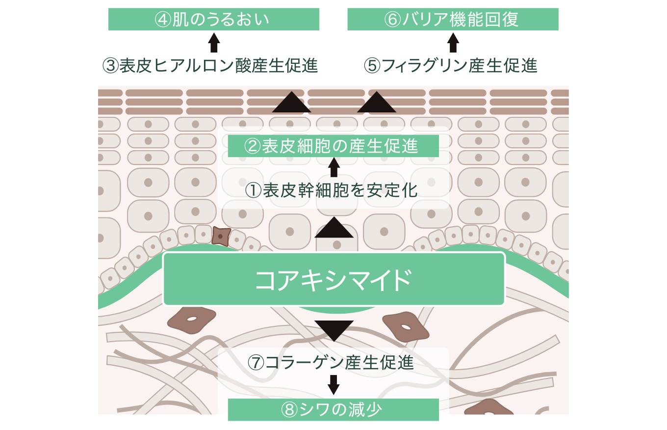 基底膜に働きかけ、肌全体にマルチな効果をもたらすメカニズム。