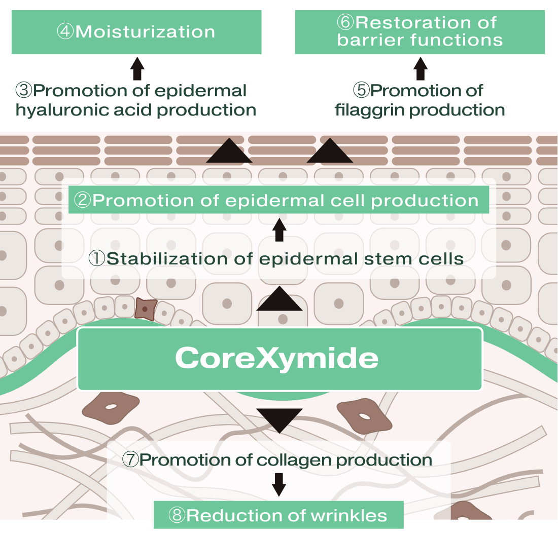 A mechanism that works on the basement membrane to provide multiple benefits for the entire skin.