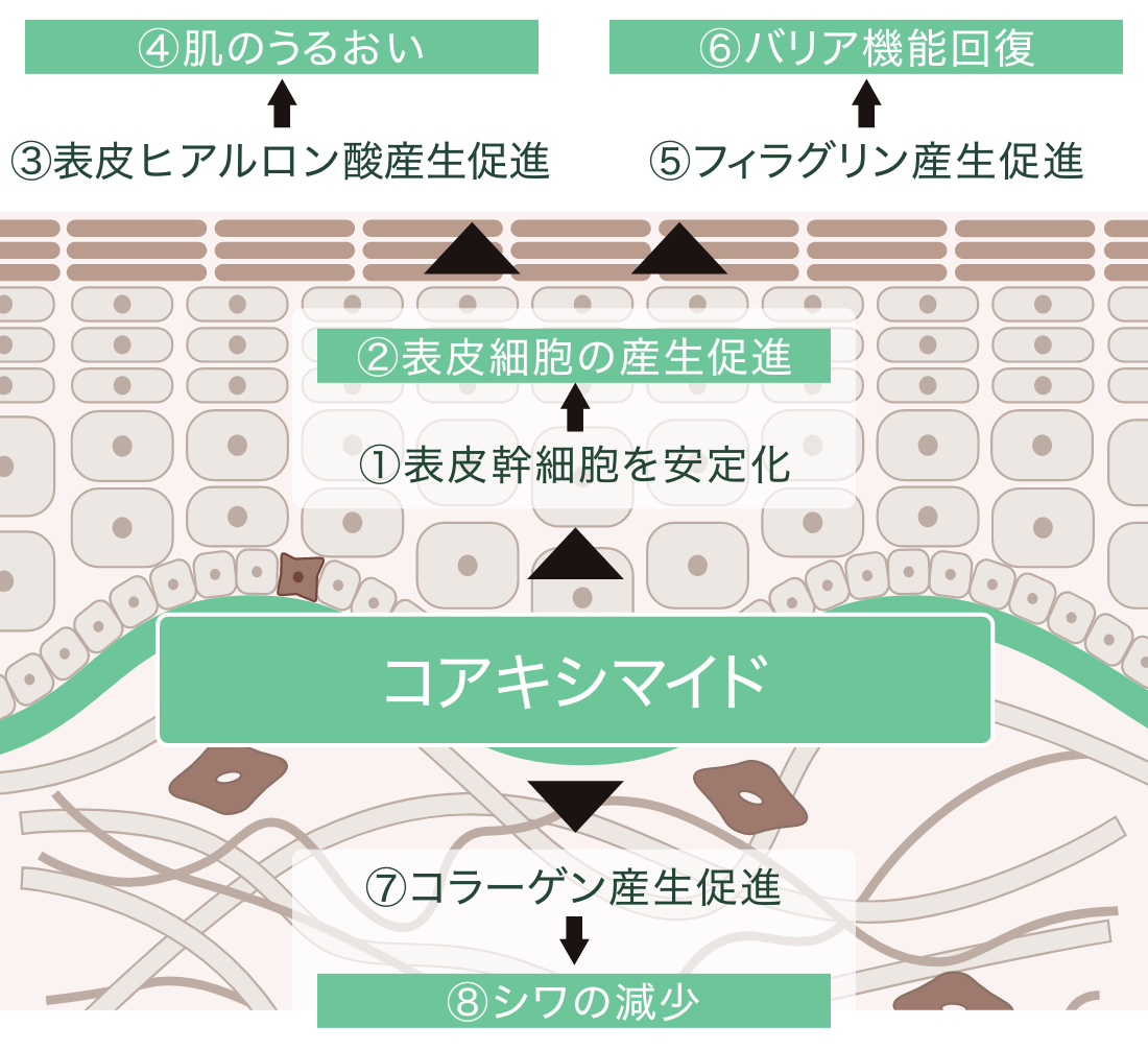 基底膜に働きかけ、肌全体にマルチな効果をもたらすメカニズム。