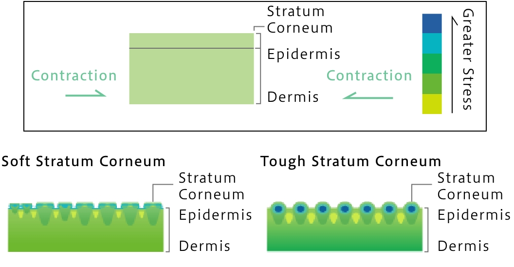 The Disparity Between Stratum Corneum and Dermal Layers Drives Wrinkle Formation