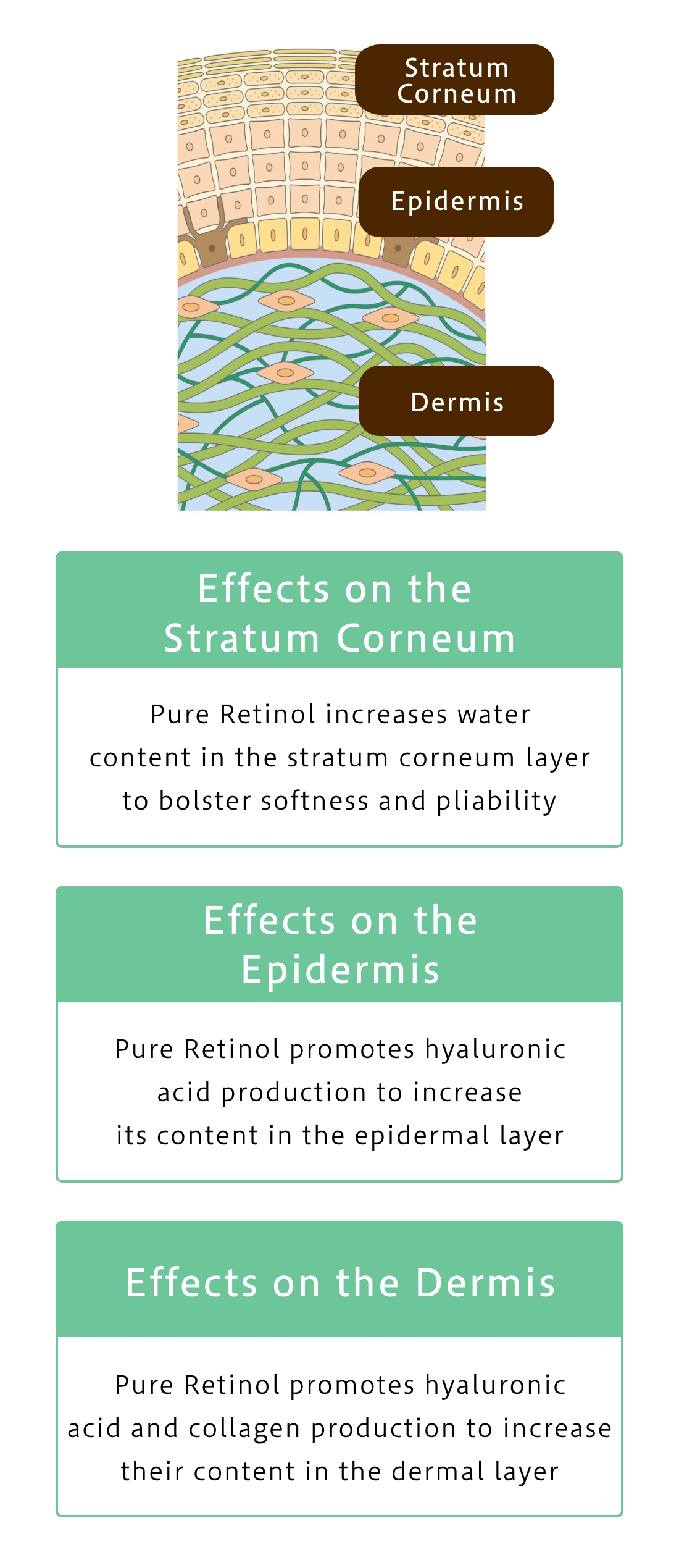 Pure Retinol provides total care that addresses all causal factors in the stratum corneum, epidermal and dermal skin layers, reducing existing wrinkles while mitigating future wrinkle formation.