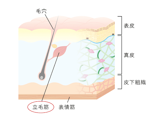 重力に抵抗する立毛筋