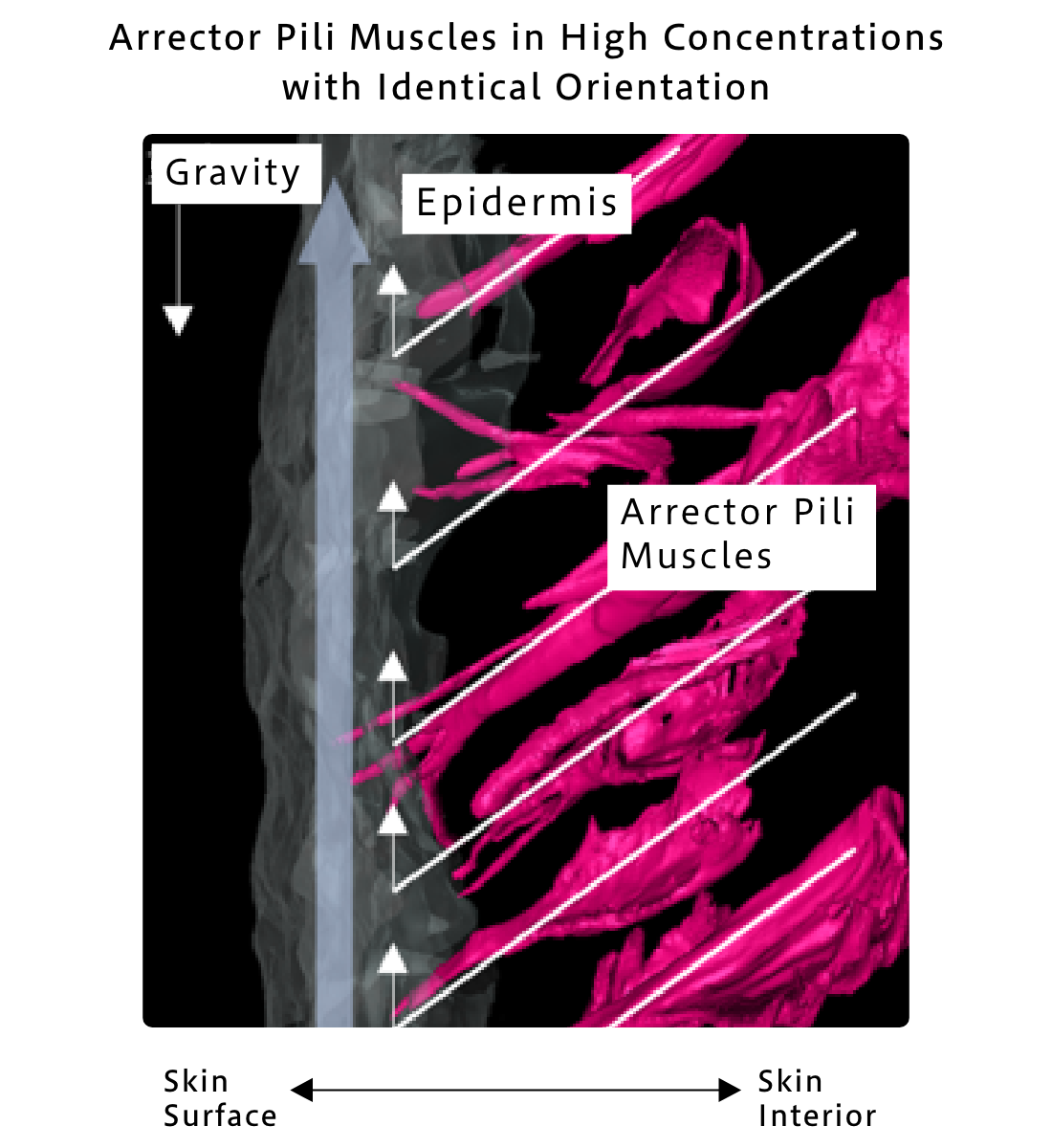 Arrector Pili Muscles in High Concentrations with Identical Orientation