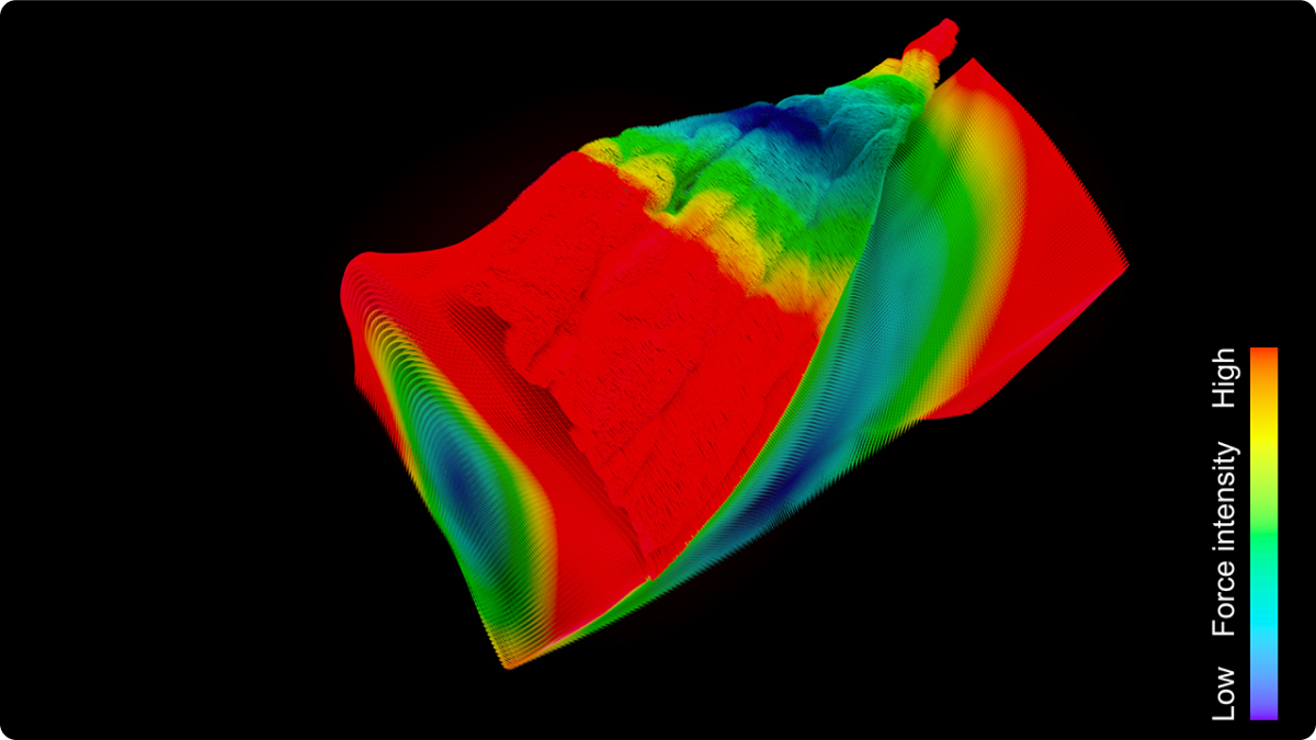 Discovering the Force That Wraps the Face, Tightly Fitting Skin to Underlying Structures