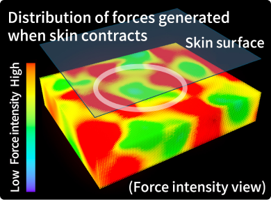 When facial skin contracts, a strong, ring-shaped force is generated in specific areas.
