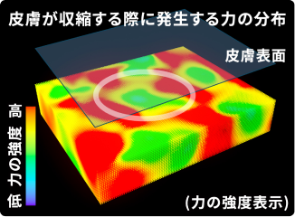 顔の皮膚が収縮する際に、リング状の強い力が発生する部位が存在。