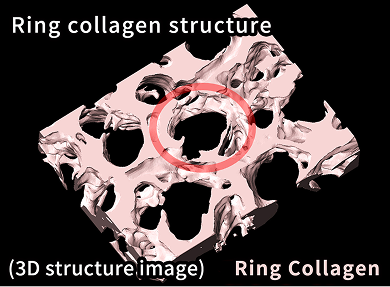 Collagen is present in the ring-shaped areas.