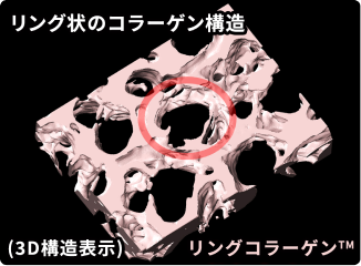 リング状の部位には、コラーゲンが存在。