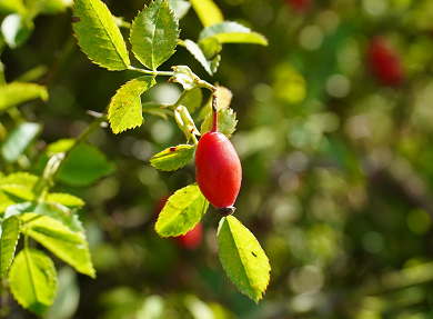 European-grown organic "rosehip"