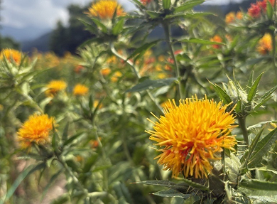 Mogami-Benibana, a safflower variety traditional to Yamagata, Japan