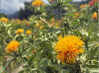 山形県で生産される「もがみべにばな」