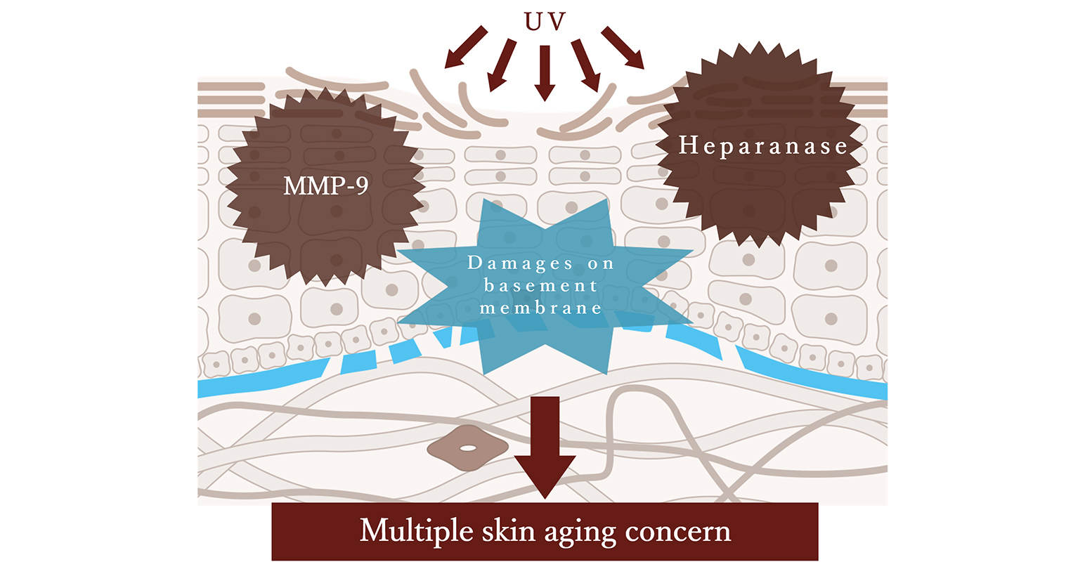 Multiple skin aging concern