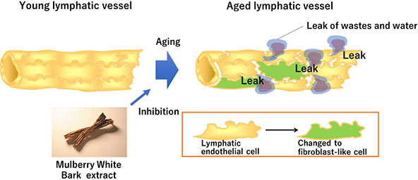 Overview of this research