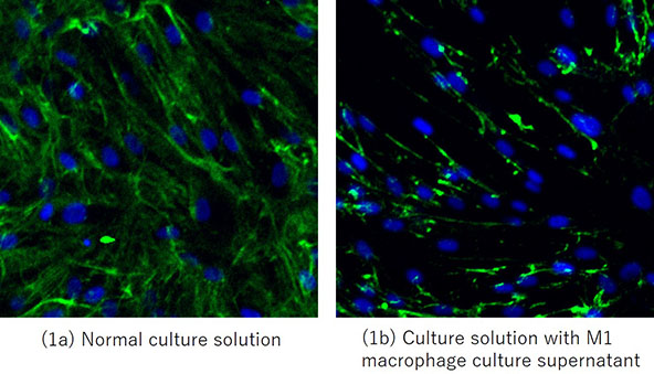 The effect of supernatant M1 macrophage culture on collagen fiber formation.