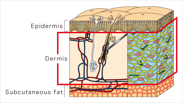 Epidermis Dermis Subcutaneous fat