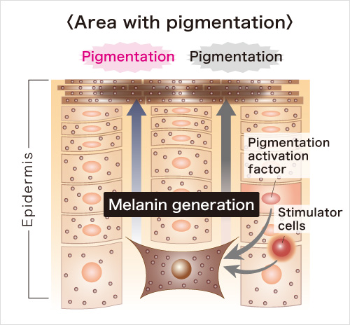 Area with pigmentation