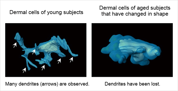 Dermal cells of young subjects　Dermal cells of aged subjects that have changed in shape