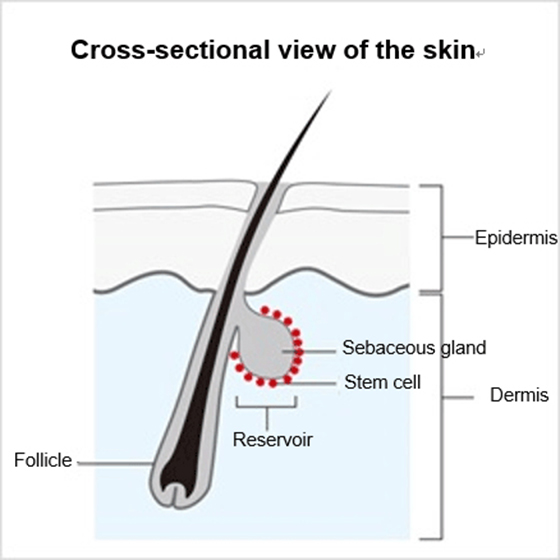 Cross-sectional view of the skin