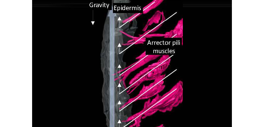 Aligned high-density arrector pili muscles