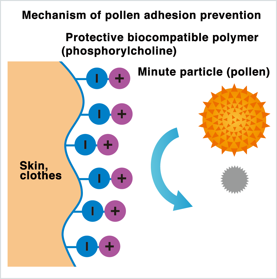 Mechanism of pollen adhesion prevention