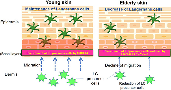 Mechanism of aged-related reduction of Langerhans cell suggested by this study.