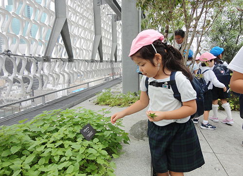 Environmental study in the roof garden at the Ginza Office