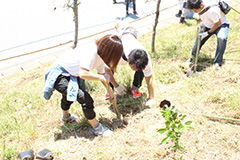 Planting nursery trees on a steep slope