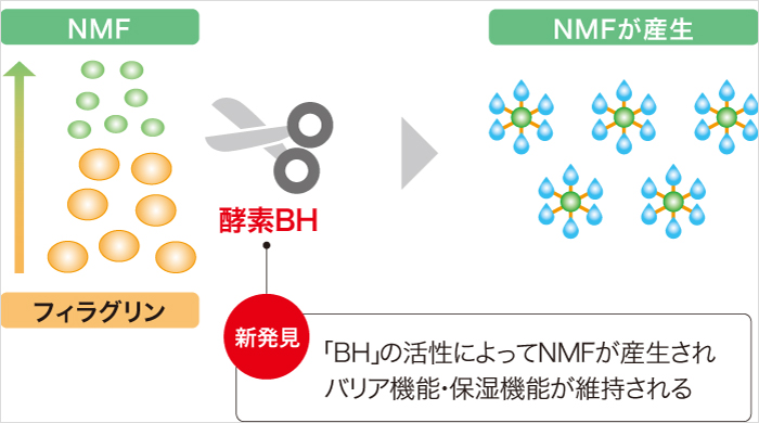 新発見 「BH」の活性によってNMFが産生されバリアの機能・保湿機能が維持される