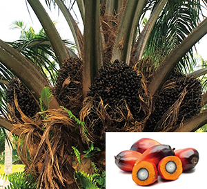 Initiatives to Address the Palm Oil Issue